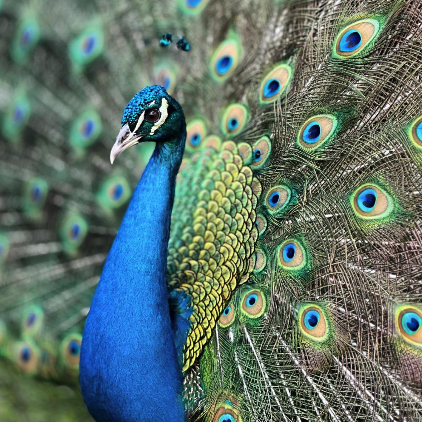 Finca Ecoparaiso Ibagué Exteriér fotografie