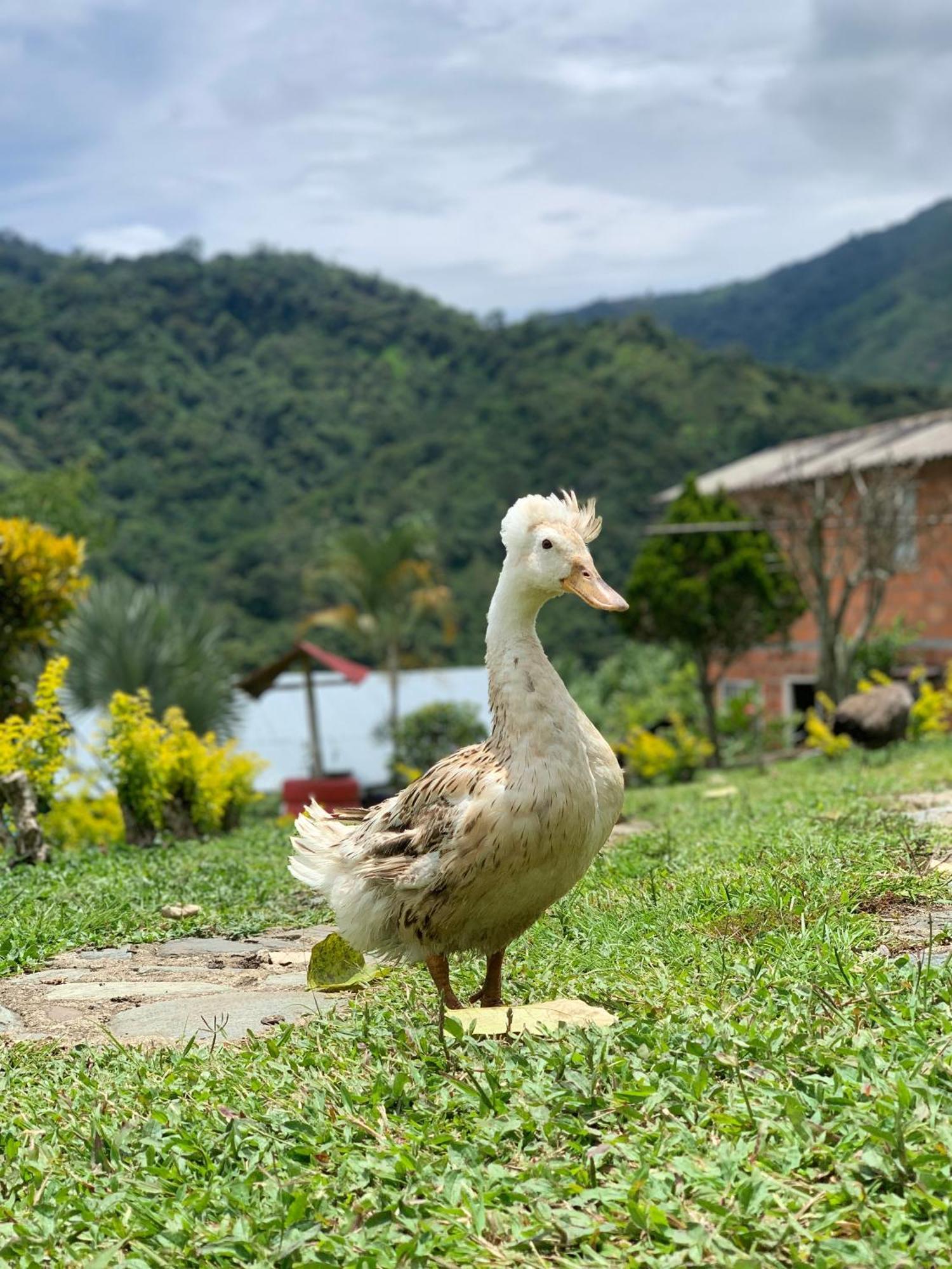 Finca Ecoparaiso Ibagué Exteriér fotografie